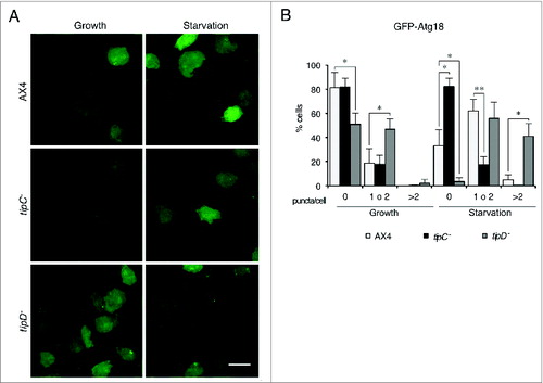 Figure 4. GFP-Atg18 puncta signaling is decreased in tipC− cells and accumulates in tipD− cells. (A) Cells expressing GFP-Atg18 were analyzed in vivo by confocal microscopy. Puncta formation is induced under starvation conditions in AX4 cells. However, most of tipC− cells do not display any puncta. Conversely, many puncta are observed tipD− cells regardless of the nutritional conditions. Scale bar: 10 μm. (B) Quantification of GFP-Atg18 puncta of at least 100 cells in blinded images from 3 independent experiments. Results are shown as mean values with standard deviations of the percentage of cells showing the indicated number of puncta. Asterisks indicate the level of significance of the Student t test (* < 0.05; ** < 0.01).