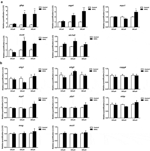 Figure 1. Expression levels, as revealed by qPCR, of genes coding for specific proteins of astrocytes (a) and oligodendrocytes (b) in the cerebrum of tg340 control and tg340 sCJD MM1-inoculated mice at 0, 60, 120 (preclinical), and 180 (clinical stage) days post-inoculation (dpi). A significant increase in the expression of gfap and aqu4 is found at 160 and 180 dpi, whereas levels of mpc1, coding for mitochondrial pyruvate carrier 1, at 180 dpi, and mct4 and slc1a2, coding for monocarboxylic acid transporter member 4, and glial high affinity glutamate transporter, respectively, were significantly increased at 160 dpi with a trend not reaching statistical significance at 180 dpi. In contrast, expression levels of olig1, cspg4 (coding for NG2), plp1, mbp, and mog (coding for proteolipid protein 1, myelin basic protein, and myelin oligodendrocyte glycoprotein, respectively), did not show modifications up to 180 dpi. The levels of mct1 (coding for monocarboxylic acid transporter 1) were not affected. Only myrf was significantly increased at 180 dpi. Differences are considered statistically significant at * p < 0.05, ** p < 0.01, *** p < 0.001