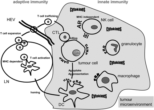 Figure 1. Hyperthermia modulates innate and adaptive immune responses. A general scheme of the main cells of the innate and adaptive immune systems that are involved in anti-tumour responses and can be modulated by hyperthermia is displayed. Heat damaged tumour cells expose damage-associated molecular patterns (DAMP) and can be recognised by innate immune cells via pattern recognition receptors (PRR). Natural killer (NK) cells are activated against the tumour via triggering activating receptors (AR) and inhibiting inhibitory receptors (IR) via MHC loss of the tumour cells. A beneficial cytokine milieu is created in the tumour microenvironment when innate immune cells are exposed to heat. Dendritic cells (DC) link the innate and adaptive immune response and take up heat shock protein/tumour antigen (Ag) complexes by way of heat shock protein receptors (HSPR). DCs present the tumour Ag to T cells and heat induces maturation and migration of DCs to lymph nodes (LN). There, T cells are activated in a MHC-dependent manner. They expand and traffick to the tumour cells by passing through high endothelial venules (HEV). Finally, the tumour cells are attacked and killed by the activated CD8+ T cells (cytotoxic T lymphocytes, CTL). As outlined in detail in the text, hyperthermia fosters in vivo all of the presented immune mechanisms against the tumour cells.