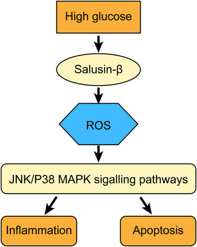 Figure 10 Salusin-β mediates high glucose-induced inflammation and apoptosis in retinal capillary endothelial cells via a ROS-dependent pathway.