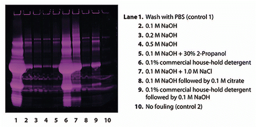 Figure 3 Reduced SDS-PAGE (Deep Purple™ stained) for analysis of proteins remaining on the artificially fouled MabSelect SuRe resin after cleaning with different agents. The control sample, which was washed with PBS (lane 1), showed that there was a large amount of proteins on the artificially fouled resin. NaOH proved to be very effective in cleaning, and increasing NaOH-concentration resulted in increasing cleaning efficiency (lanes 2–4). 0.1 M NaOH + 1.0 M NaCl (lane 7) resulted in a significant decrease in cleaning efficiency compared to 0.1 M NaOH without salt (lane 2).