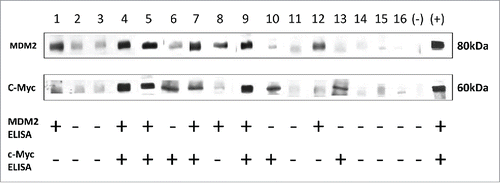 Figure 6. Western Blot results validated the results from ELISA. Western Blot analysis with representative sera from lung cancer patients and NHC. Lanes 1–10 (research group), Lanes 11, 12 (validation group), sera from lung cancer patients; Lanes 13–16, sera from NHC. Lanes 4, 5, 7 and 9 show immunoreactivity with both MDM2 and c-Myc recombinant proteins; Lanes 6, 10 and 13 show strong reactivity with c-Myc recombinant protein, while they show weak reactivity with MDM2; Lanes 1, 8 and 12 show strong reactivity with MDM2 recombinant protein, while they show weak reactivity with c-Myc; Lanes 2, 3, 11, 14, 15 and 16 show no reactions with MDM2 or c-Myc. The last two lanes are negative control and positive control of MDM2 and c-Myc, respectively. Note: MDM2 and c-Myc proteins transferred to the NC membrane were purified his-tag proteins.