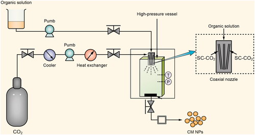 Figure 1. Illustration of the preparation process of curcumin nanoparticles (CM NPs) by using solution enhanced dispersion by supercritical CO2 (SEDS).