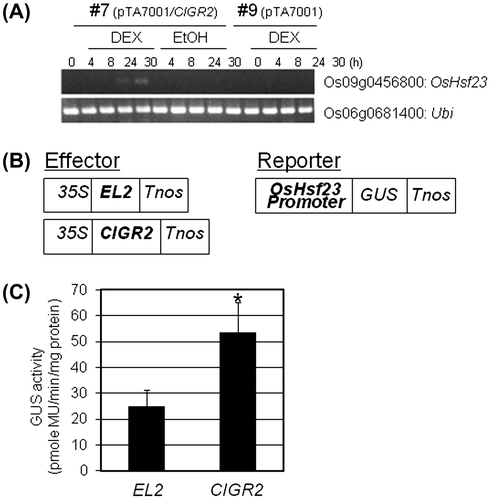 Fig. 2. Activation of OsHsf23 by CIGR2.