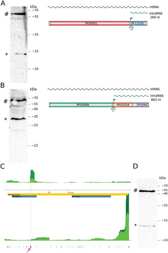 Figure 2. intraRNA translation validation.Western blots for chromosomally tagged acs3 (A), kef1 (B) and orc4 (D). # indicates the full length protein and * the isoform translated from the intraRNA. Panels on the right (A and B) show the gene organization with PFAM domains, iTSS (green arrow) and the putative start codon for the protein isoform. (C) Aligned reads coverage along genomic coordinates for TEX+ (dark green) and TEX- (green) (arbitrarily scaled and normalized). Coding sequence is in reverse strand (orange rectangle, locus ID inside, 5ʹ→3ʹ direction is right to left). Forward and reverse coverage signals are shown above and below horizontal axis respectively. Domain annotation (blue rectangle), identified iTSS (green triangle), all possible archaeal start codons (green) and stop codon (red) are shown. Predicted TIS is highlighted (magenta). (D) Western blot of C-terminally FLAG-tagged Orc4 protein (#) and isoform (*).