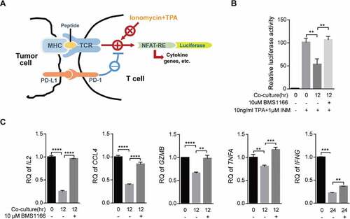 Figure 6. BMS1166 relieved immune suppression and activated T cell. (a) Schematic diagram of luciferase reporter gene assay. NFAT-RE, NFAT response elements. (b) and (c) PC9/PD-L1 cells were incubated with DMSO or 10 μM BMS1166 for 17 hr, and then cocultured with NFAT-luc-expressing Jurkat/PD-1 cells (b) or Jurkat/PD-1 cells (c) for 12 hr by concomitant treatment of 1 μM INM plus 10 ng/ml TPA. Cell lysates were collected to react with luciferase substrates (b) or analyzed by RT-qPCR. **, P < .01; ***, P < .001; ****, P < .0001, Student’s t test. Error bars, mean ± SD.