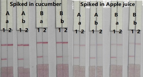 Figure 7. Optimisation result of CTA spiked in cucumber and apple. Spiked in cucumber, concentration of coating antigen (A) 0.5 mg/mL; (B) 1 mg/mL. The dosage of the mAb that add in GNP: (a) 8 µg/mL; (b) 10 µg/mL. The standard concentration: (1) 0 ng/mL; (2) 1 ng/mL. Spiked in apple juice, Concentration of coating antigen (A) 0.5 mg/mL; (B) 1 mg/mL. The dosage of the mAb that add in GNP: (a) 8 µg/mL; (b) 10 µg/mL. The standard concentration: (1) 0 ng/mL; (2) 1 ng/mL.
