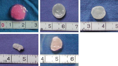 Figure 5.  Gross view of specimens in all groups cultured in vitro for 8 weeks. A: Cells and scaffold (24h); B: co-culture group; C: Chondrocyte group; D: BMSC group; E: Low chondrocytes group.