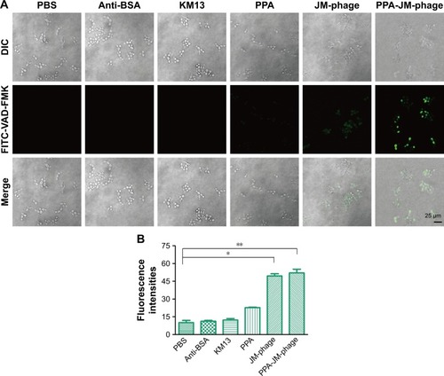 Figure 8 Caspase-dependent activity in Candida albicans cells treated with PPA-JM-phage.Notes: (A) Fluorescence images of treated C. albicans in experiment groups and control groups after staining with CaspACE FITC-VAD-FMK. (B) Relative fluorescence of treated C. albicans cells after staining with CaspACE FITC-VAD-FMK. Results are averages of three independent experiments and shown as mean ± SD. *P<0.5; **P<0.05.Abbreviations: PPA, pheophorbide A; FITC, fluorescein isothiocyanate; DIC, differential interference contrast.