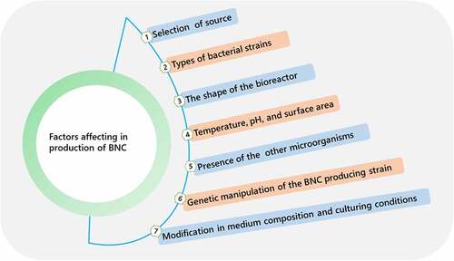 Figure 4. Different factors affecting biosynthesis of bacterial nanocellulose