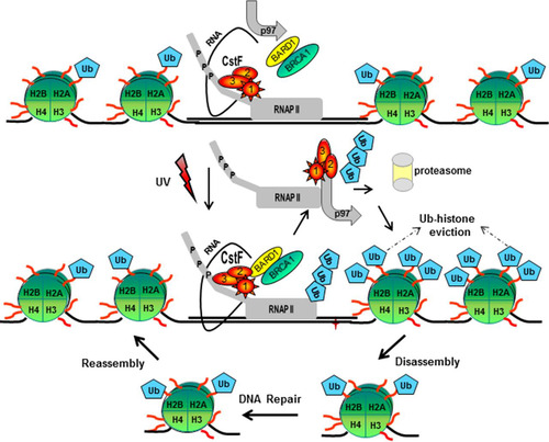 FIG 5 Model for the role of the polyadenylation factor CstF-50, the Ub escort factor p97, and the BRCA1/BARD1 Ub ligase during the progression of DDR. After exposure to UV treatment, CstF-50 associated with the elongating RNAP IIO recruits p97 and a BRCA1/BARD1-containing complex, inducing RNAP II and histone H2A and H2B ubiquitination. In that scenario, p97-mediated escorting allows the displacement of Ub-H2A, Ub-H2B, and poly-Ub–RNAP II from the chromatin, leading to the proteasome degradation of poly-Ub–RNAP II. The displacement of Ub-H2A and Ub-H2B allows the opening of the chromatin at the damage site, facilitating DNA repair. After DNA damage is repaired, chromatin structure reconstitution occurs. This is in agreement with the previously described “access-repair-restore” model (Citation49).