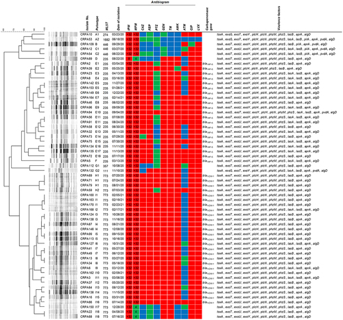 Figure 1 Dendrogram based on pulsed-field gel electrophoresis patterns, multilocus sequence typing, carbapenemase gene, and antibiotic susceptibility profiles of 59 carbapenem-resistant P. aeruginosa. The red, green, and blue squares indicate resistant, intermediate, and susceptible to each antibiotic, respectively. The numbers in the imipenem and meropenem boxes indicate the MICs (µg/mL) for each antibiotic.