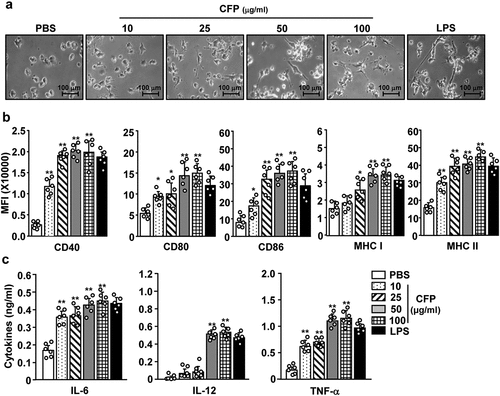 Figure 1. Codium fragile polysaccharide (CFP) induced activation of bone marrow-derived dendritic cells (BMDCs). BMDCs were differentiated from bone marrow cells following incubation with 100 U/mL IL-4 and 100 U/mL GM-CSF for 6 days. BMDCs were treated with various concentrations of CFP and 0.1 μg/mL of LPS for 24 h. (a) Morphological changes in BMDCs. The images were obtained using a microscope (X 60 of magnification). (b) Mean fluorescence intensity (MFI) of co-stimulators and MHC class I and II measured by flow cytometry. (c) Concentrations of IL-6, IL-12, and TNF-α in culture medium analyzed by ELISA. Data are representative of a larger dataset or are the average of six independent samples (Two samples for three independent experiments). A significant difference from treatment with PBS is indicated by *p < .05, **p < 0.01.