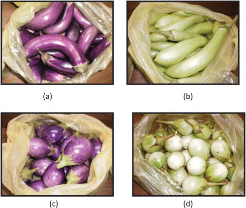 Figure 1. Different types of eggplants: (a) Chinese eggplant, (b) Green Goddess eggplant, (c) Indian eggplant, and (d) Thai eggplant.Figura 1. Distintos tipos de berenjena: (a) berenjena china; (b) berenjena Green Goddess; (c) berenjena india, (d) berenjena tailandesa.