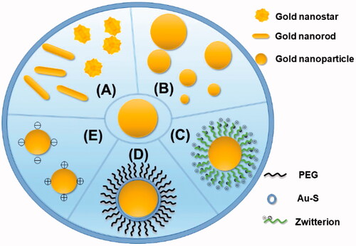 Figure 3. Several modifications of AuNPs. (A) Change the shape of the AuNPs to become gold nanostars and gold nanorods. (B) Change the diameter of the AuNPs to make them different in size. (C) Zwitterionic surface engineering of AuNPs. (D) PEGlyation with surface of AuNPs. (E) Different surface charge of AuNPs.