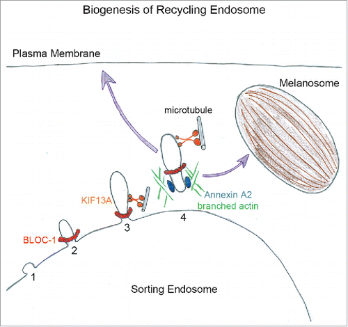 Figure 1. The biogenesis of recycling endosomes starts from sorting endosome with the generation of a bud (1) to which BLOC-1 likely bind (2). By interacting with KIF13A, BLOC-1 promote the extension of nascent tubule along microtubules (3). Then, Annexin A2 and branched actin filaments polymerization (4) release and/ or stabilize recycling tubules directed toward plasma membrane or pigmented melanosomes.