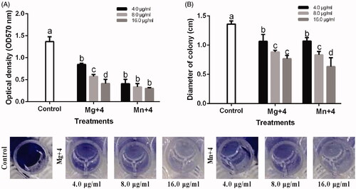 Figure 7. (A) Effect of synthesized nanomaterials on biofilm formation of Acidovorax oryzae strain RS-2. (B) Effect of synthesized nanomaterials on the swimming motility of A. oryzae strain RS-2 of *Mg + 4 magnesium oxide nanoparticles; Mn + 4 manganese dioxide nanoparticles. *Values are a mean ± standard error of three replicates and bars with the same letters are not significantly different in LSD test (p < .05).