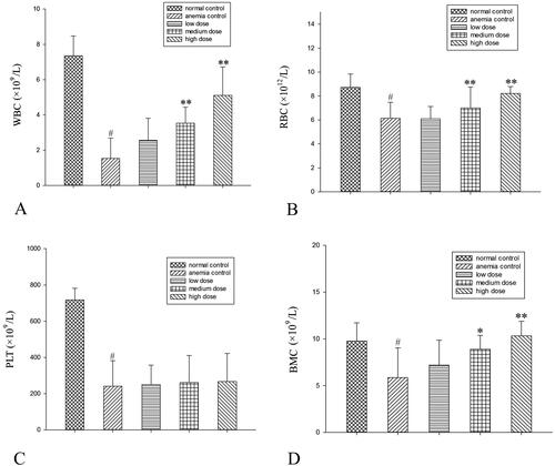 Figure 1. Influence of RPPs on peripheral blood and BMCs in mice with aplastic anaemia. (A) WBCs, (B) RBCs, (C) PLTs, and (D) BMCs. #p<0.01 versus normal controls; *p < 0.05 and **p < 0.01 versus anaemic controls.