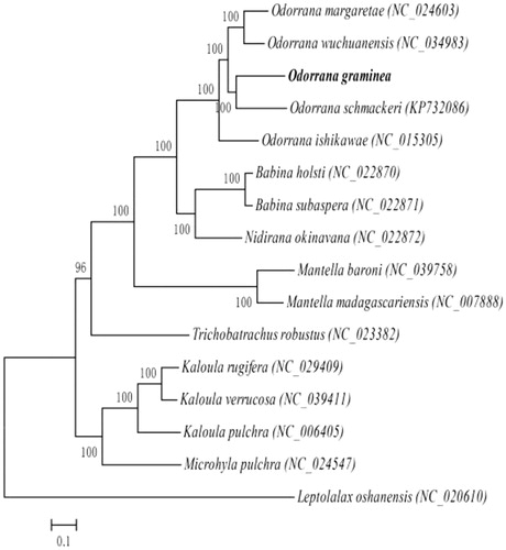Figure 1. Phylogenetic relationships (Bayesian inference) among the species of the superfamily Ranoidea based on the mitochondrial genome nucleotide sequence of the 13 protein-coding genes. Numbers beside the nodes are percentages of 1000 bootstrap values. Leptolalax oshanensis was used as outgroup.