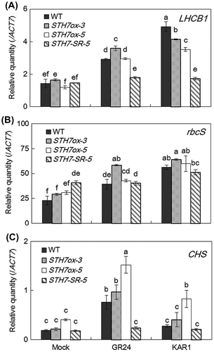 Fig. 8. Quantitative RT-PCR analysis of photosynthesis-related gene expression.