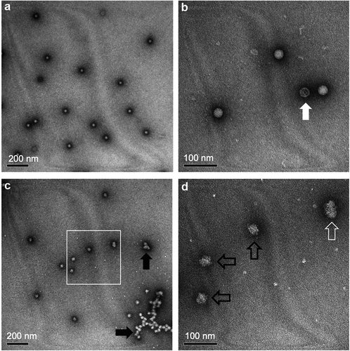 Figure 5. Representative transmission electron microscopy (TEM) images of sIPV 2 samples with and without low-pH exposure. (a, b) unstressed sIPV 2, and (c, d) low pH-stressed sIPV 2. Panels b and d are higher magnification images of panels a and c, respectively. Unstressed sIPV2 was characterized by a uniform distribution of spherical particles with some empty capsids (panel b, white arrow). Low pH-stressed sIPV 2 showed mixture of swollen spherical and ellipsoidal virions (panel d, black and white open arrows, respectively) as well as agglomerated viral particles (panel c, black arrows). Figure reprinted from Torisu et al., 2021Citation46 with permission from Elsevier.