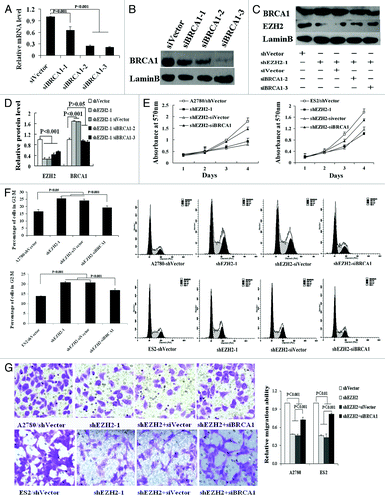 Figure 2. Depletion of BRCA1 partially rescues the biological effects of EZH2 inhibition in ovarian cancer. (A and B) The efficiencies of siBRCA1s silencing in A2780 cells were detected at mRNA (A) and protein (B) levels by qRT-PCR and western blotting respectively. (C) The shEZH2-mediated BRCA1 overexpression was abolished by cotransfection of siBRCA1-2 or -3. (D) Quantization of western blot. (E and F) Cell proliferation and cell cycle analyses were detected by MTT assay and flow cytometry respectively; showing that cotransfection of siBRCA1 partly rescued the reduction in cell proliferation and depressed the elevated percentage of G2/M phase caused by shEZH2 transfection in A2780 and ES2 cells. (G) Transwell migration assays revealed that inhibition of BRCA1 inversed the suppression in cell migration in A2780 and ES2 cells with shEZH2 transfection (×200).