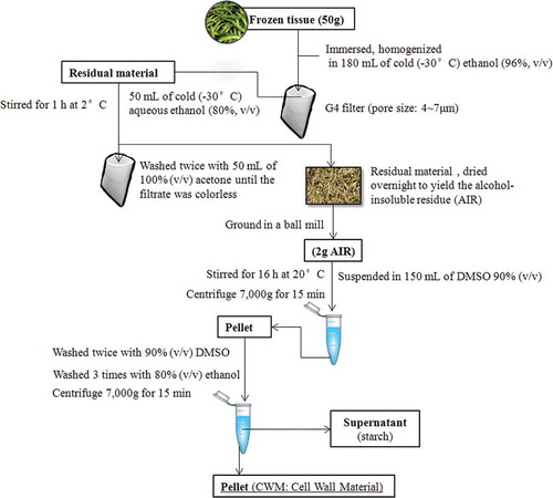 FIGURE 1 Purification process of cell wall material from green bean tissue.