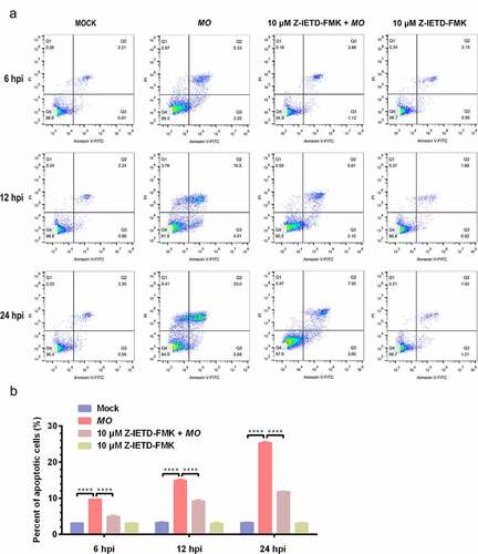 Figure 4. A time-dependent increase in apoptotic rate is detectable in MO-infected MH-S cells. (a-c) MH-S cells cultured in 6-well plates were mock-infected or infected with 10 MOI of MO in the presence or absence of 10 μM Z-IETD-FMK (a potent apoptosis inhibitor) for the indicated hours for determination of apoptosis rates by flow cytometry using an Annexin V-FITC/PI apoptosis detection kit. The percent of apoptotic cells is marked in the right side of each panel. (d) The apoptosis rates in each group were analyzed. The data shown are expressed as mean ± SD values of three independent experiments. Two-way ANOVA tests: ****, P < 0.0001