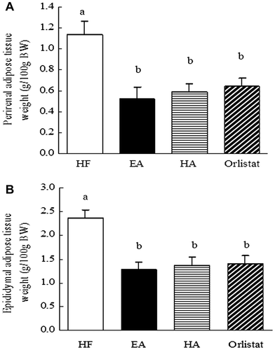 Fig. 6. Effects of EA, HA, and orlistat on the adipose tissue weight in mice.Note: (A) effects of EA, HA, and orlistat on the perirenal adipose tissue weight in mice. (B) effects of EA, HA, and orlistat on the epididymal adipose tissue weight in mice. Data are presented as the mean ± standard error of the mean of 7 rats. Those not sharing a letter differ, p < 0.05 (one-way ANOVA, Duncan’s multiple range test).