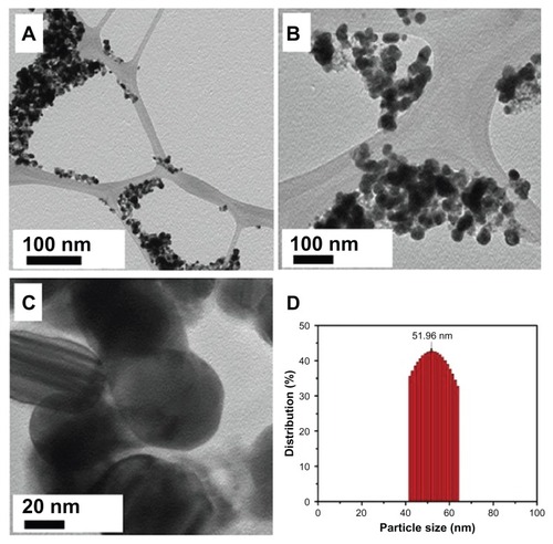 Figure 7 (A–C) Transmission electron microscope images of the green synthesized silver nanoparticles (Ag NPsat different scales. (D) Overview of the size range and distribution of the Ag NPs.Note: With increasing concentration, less agglomeration was observed.
