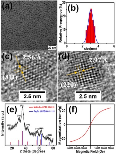 Figure 1 (A) TEM image, (B) size distribution graph, (C, D) HRTEM images, (E) XRD pattern, and (F) hysteresis loop of synthesized Mn-IONPs.