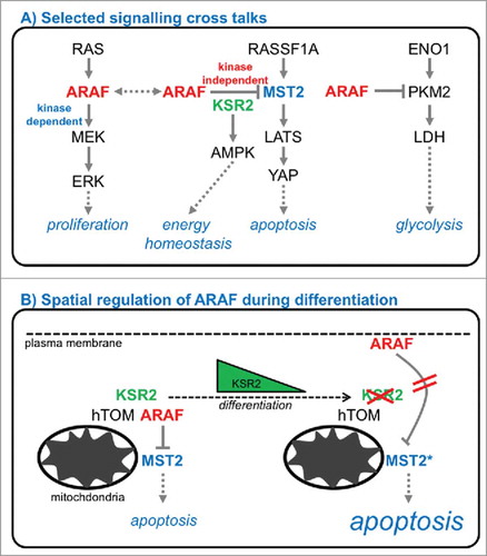 Figure 1. (A) Selected signaling crosstalk of MAPK and MST2/Hippo signaling, energy and glucose metabolism. (B) Spatial regulation of ARAF during epithelial differentiation by the scaffold Kinase Suppressor of Ras 2 (KSR2) regulates MST2-mediated apoptosis.