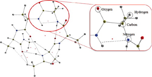 Figure 3. Penta-Ala system. Highlighted atoms represent the central atoms under study.