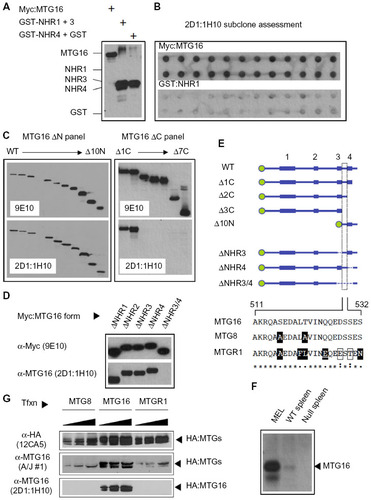 Figure 5 Clonally purified 2D1:1H10 specifically recognizes myeloid translocation gene (MTG) 16 via an epitope located between the NHR3 and NHR4 domains.