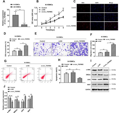 Figure 2 Inhibition of circ_TGFBR2 enhanced the proliferation, migration and phenotype switch of N-VSMCs cells. (A) The expression of circ_TGFBR2 was down-regulated in AD-VSMCs cells compared with N-VSMCs cells (n = 3) through qRT-PCR analysis. (B–D) CCK-8 and EDU staining were carried out to explore the cell proliferation of N-VSMCs cells after si-circ_TGFBR2 transfection (n = 3). Scale bar = 20 µm (E and F) Transwell assay was applied to determine the migration ability of N-VSMCs cells that inhibited the expression of circ_TGFBR2 (n = 3). Scale bar = 20 µm. (G and H) Flow cytometry was performed to measure cell apoptosis (n = 3). (I and J) Phenotype switch-related proteins expression of N-VSMCs cells was determined via Western Blot analysis (n = 3). The levels of α-SMA, SM22α, OPN and MGP were normalized to GAPDH levels. **p < 0.01, ns=non-significant in 2-tailed t-test (A) and Tukey’s post-hoc comparisons test (B, D, F, H and J).