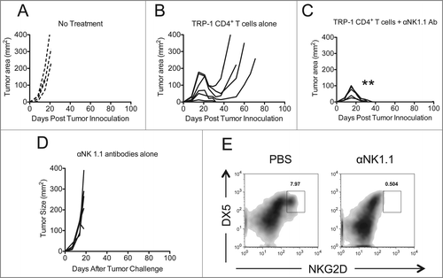 Figure 1. NK1.1+ cell depletion enhances the rejection of established melanoma by adoptively transferred TRP-1-secific CD4+ T cells. RAG−/− mice were inoculated subcutaneously with 3×105 B16.F10 on day 0 and left untreated (A), received ACT of 5×104 TRP-1-specific CD4+ T cells on day 7 (B), or received ACT on day 7 plus 200 μg of anti-NK1.1 intraperitoneally on days 0, 7, and 14 (C). A, B, and C show tumor area as a function of time post tumor inoculation for each mouse in each experimental group. **, p < 0.0001. (D) Anti-NK1.1 antibody alone has no effect on the rejection of established melanoma. RAG−/− mice were inoculated subcutaneously with 3×105 B16.F10 on day 0 and left untreated or received 200 μg of anti-NK1.1 intraperitoneally on days 0, 7, and 14. (D) Tumor area as a function of time for each replicate of each experimental group is plotted. (E) Anti-NK1.1 antibody depletes NK cells. Splenocytes from each indicated experimental group were harvested at day 21 post tumor inoculation and analyzed for the presence of NK cells and pre-mNK cells.