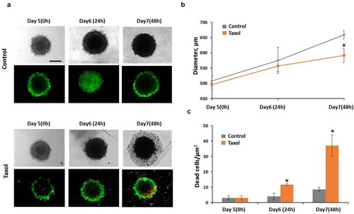 Figure 3. Taxol influence on tumor spheroids. (a) representative image of spheroids in transmitted light and the corresponding fluorescence images of double live/dead staining with calcein (green color, live cells) and PI (red color, dead cells). (b) growth of spheroids under Taxol exposure (c) cell viability under Taxol exposure Bar is 200 µm * – statistically significant difference from control at the same time point