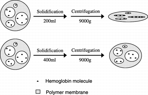 Figure 2. Schematic illustration of the effect of the volume of solidification solution on the activity of microencapsulated bHb.