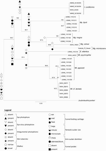 Figure 5 Maximum-likelihood consensus tree for nine species of Mastigoteuthidae, based on a partitioned analysis of cytochrome c oxidase subunit I (COI), 12S rRNA, and 16S rRNA genes. Node labels are support values based on 1000 bootstrap samples. Sample names correspond to Table 2. Morphological character states are represented by symbols, which are defined in the legend.