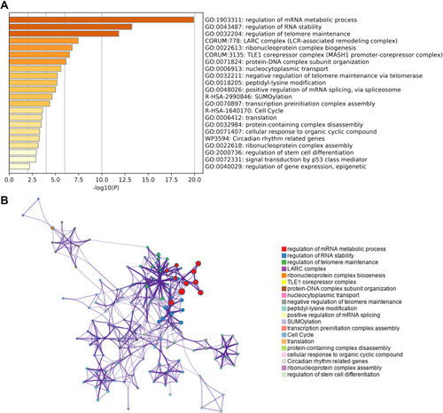 Figure 7 Predicted pathways of HNRNPC and its top 50 co-expression genes (Metascape). (A) Top 22 enriched pathways. (B) Interaction network of enriched pathways.