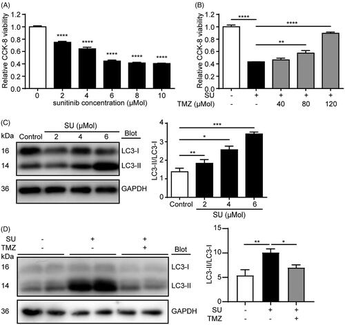 Figure 2. SU-induced H9c2 cardiomyocyte viability loss and autophagic inhibition are reversed by TMZ. (A) CCK-8 viability assay of H9c2 cardiomyocytes treated with vehicle or SU (n = 3). (B) CCK-8 viability assay of H9c2 cardiomyocytes treated with vehicle, SU (6 µM), and co-treated with SU and TMZ (n = 12). (C) Western blots of LC3-II/LC3-I in vehicle- and SU-treated H9c2 cardiomyocytes and statistical analysis (n = 6). (D) Western blots of LC3-II/LC3-I in vehicle-, SU- and SU-TMZ-treated H9c2 cardiomyocytes and statistical analysis (n = 6). (The Student’s two-tailed t-test was used, error bar = SEM, *p < 0.05, **p < 0.01, ***p < 0.001, ****p < 0.0001).