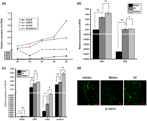 Fig. 5. The effect of miR-143-3p on the main upstream components of the canonical Wnt pathway.