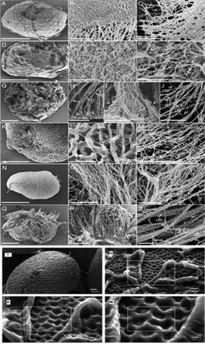 Figure 1. SEM images of the spatial architecture of different mucilages: (A–C) Arobidopsis thaliana, (D–F) Lepidium sativum, (G–J) Ocimum basilicum, (K–M) Salvia sclarea, (N–P) Artemisia annuaand (Q–S) Artemisia leucodes (Kreitschitz and Grob 2018). Hydrated chia seed: (T) whole chia seed hydrated and dried, (U–W) hexagonal-like the structure on the surface of the mucilage (Muñoz et al. 2012).