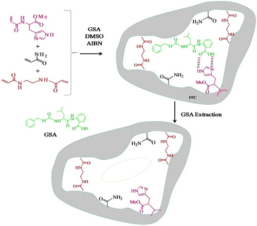 Figure 17. Esterase MIP synthesized using N- (N-benzyloxycarbonyl-L-leucinoyl) anthranilic acid GSA [Citation54].