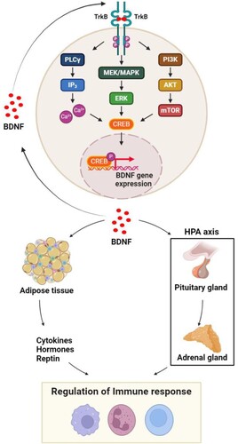 Figure 1. BDNF/TrkB/CREB signaling and immune regulatory pathway. The BDNF/TrkB signaling complex initiates the phosphorylation of the TrkB cytoplasmic domain, leading to the activation of the PLCγ, ERK, and AKT pathways. This activation subsequently triggers CREB phosphorylation. Once activated, CREB is translocated into the nucleus, promoting the transcription of the BDNF gene. BDNF, in turn, activates adipocytes and the pituitary-adrenal gland axis through the sympathetic nervous system, either in an autocrine or paracrine manner. These pathway activations are interconnected with immune cells, contributing to the regulation of immune responses.