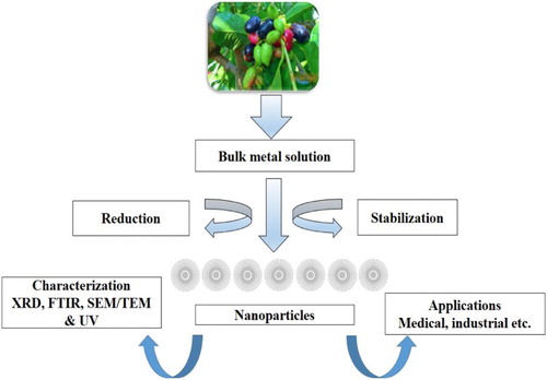 Figure 3. Green synthesis of nanoparticles from bulk metal solution.