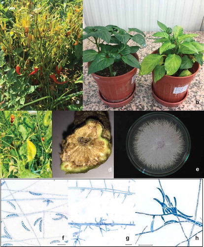 Fig. 2 (Colour online) Symptoms of fusarium wilt of pepper, along with culture and conidial characteristics, under light microscopy. Symptoms on plant (a), Foc-infected pepper seedling (right) in pathogenicity experiment (b), leaf and vascular bundle symptoms (c,d), colony morphology of isolate Foc-ANSR-40/2 (e), micro- and macroconidia stained with lactophenol cotton-blue, at 30 µm bar scale (f–h).