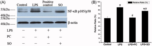 Figure 5. The expression of NF-κB in RAW 264.7 cells. (A) The expression of NF-κB in RAW 264.7 cells was tested by Western-blot, the β-actin was used as the internal control. (B) the bar graph of relative ratio (grey value (experiment)/grey value (internal control)). Dexamethasone (Positive control, PC). One-way ANOVA and LSD test, *p < 0.05 compared with control. #p < 0.05 compared with the LPS group (n = 4).