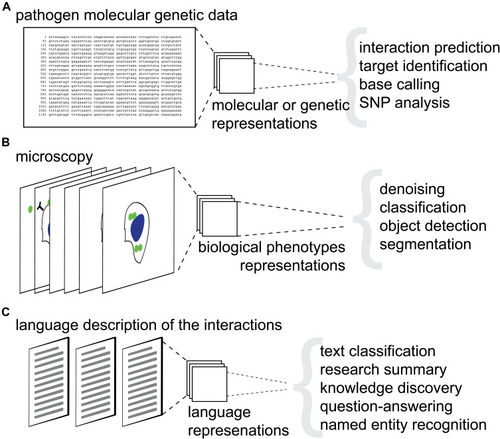Figure 2 Overview of machine learning and artificial intelligence application for host–pathogens interactions research. (A) Schematic representation of machine learning applications for genetic and molecular data. (B) Schematic representation of machine learning applications for image data. (C) Schematic representation of machine learning applications for language data. Gray parathesis separate respective downstream tasks.
