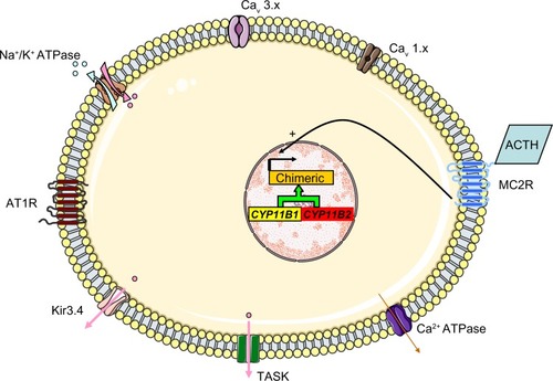 Figure 6 The molecular mechanism thought to underlie GRA. Unequal crossing-over between the 11 β-hydroxylase (CYP11B1) and aldosterone synthase (CYP11B2) genes results in a chimeric gene and the control of aldosterone secretion by ACTH.